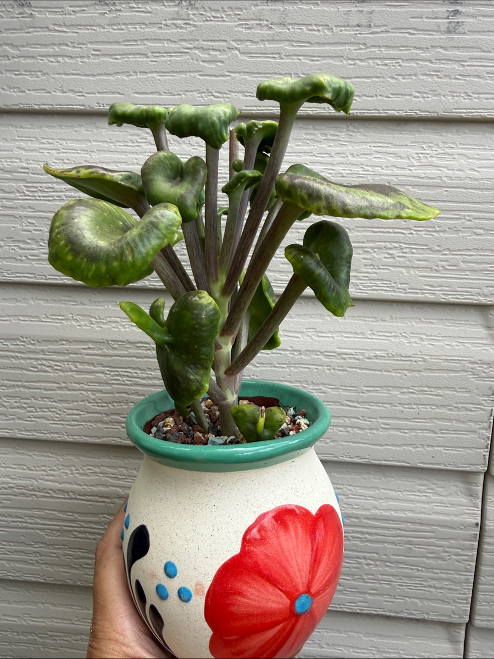 Extremely Rare & Exotic Live Succulent Plant in pot “Kalanchoe Angel Trumpet”